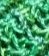 Vert boréal tricot 